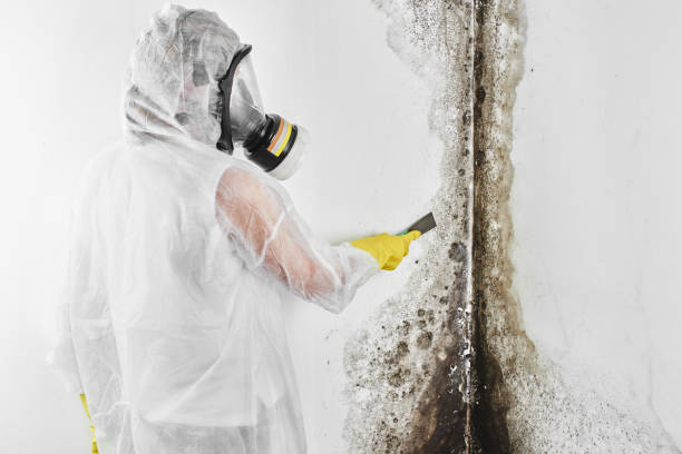 Why You Should Choose Our Mold Remediation Services in Whitewright, TX