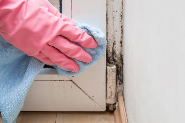 Best Attic Mold Removal  in Whitewright, TX